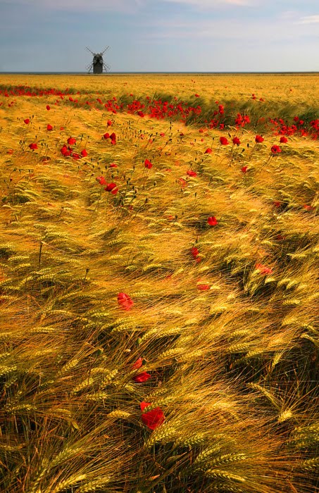 Gold and Red, The Netherlands