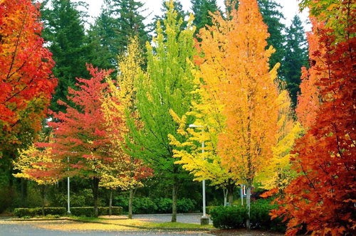Autumn Colors, Oregon